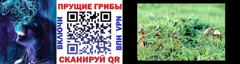ОМГ ОМГ вход  Магадан  Галлюциногенные грибы Psilocybine cubensis 